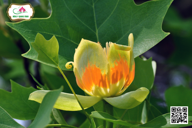 Áo Cộc - Liriodendron Chinense (Hemsl.) Sarg