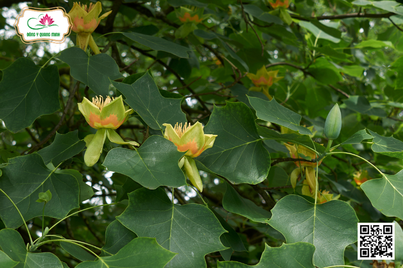 Áo Cộc - Liriodendron Chinense (Hemsl.) Sarg