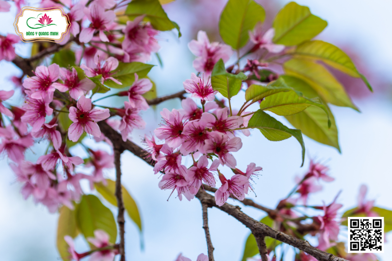 Anh đào - Prunus cerasoides D.Don