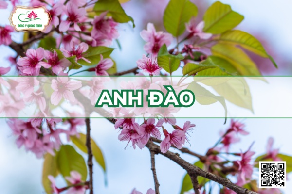 Anh đào - Prunus cerasoides D.Don