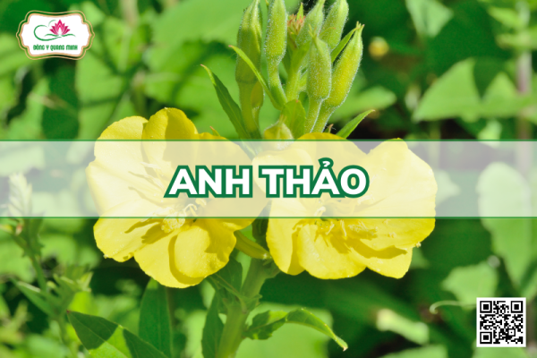 Anh Thảo - Oenothera Biennis L