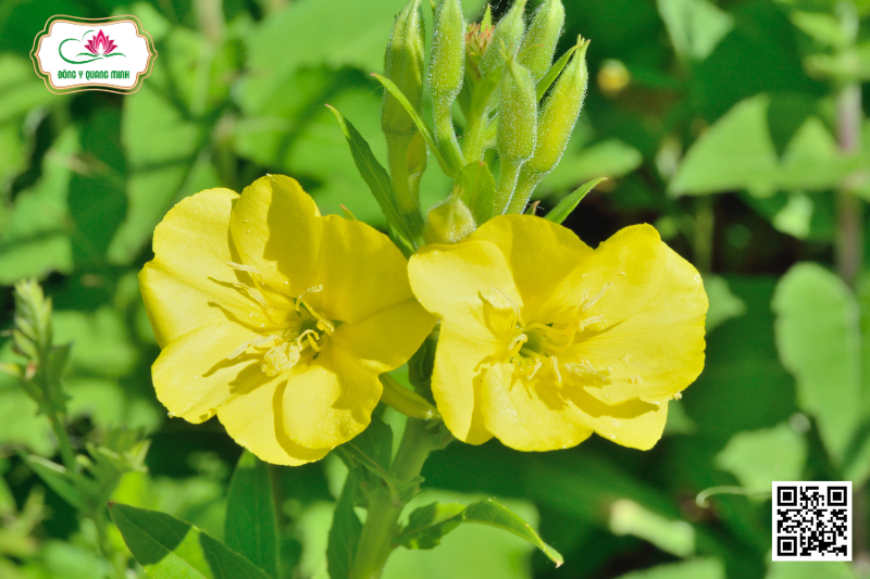 Anh Thảo - Oenothera Biennis L