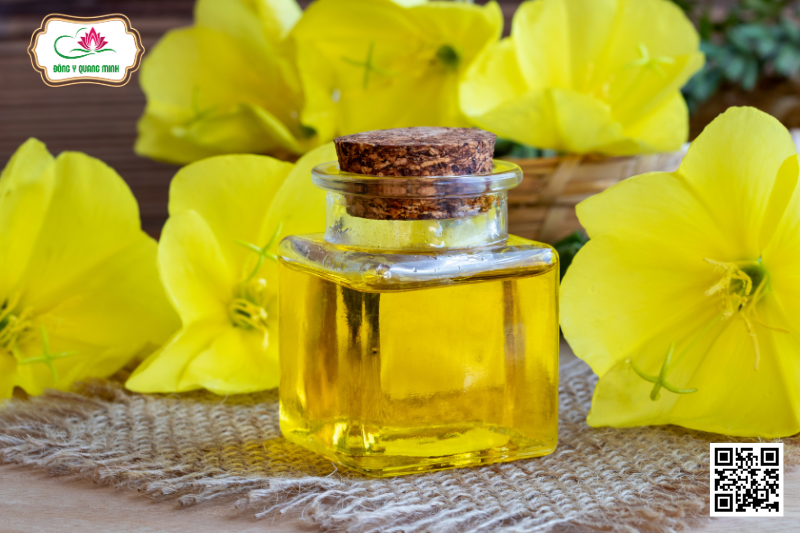 Anh Thảo - Oenothera Biennis L