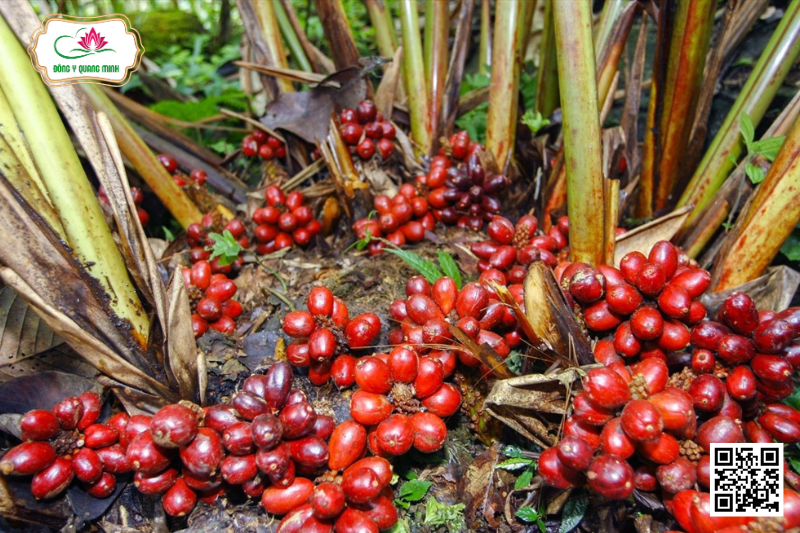 Thảo Quả - Amomum Tsao-Ko Crév. Et Lem