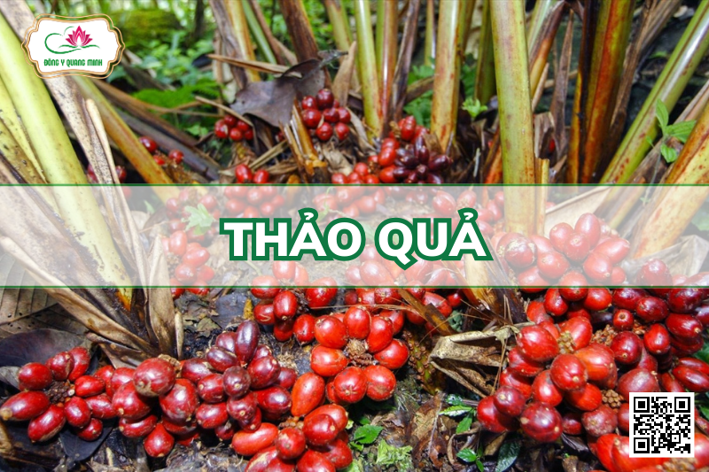 Thảo Quả - Amomum Tsao-Ko Crév. Et Lem