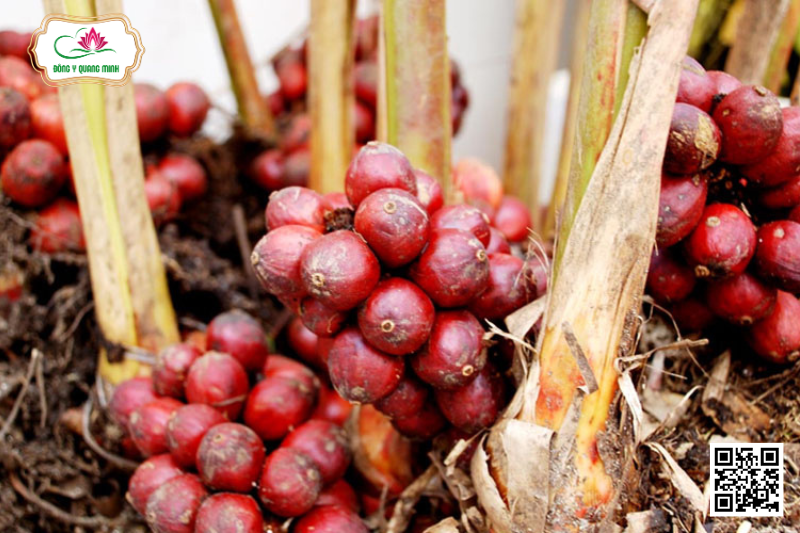 Thảo Quả - Amomum Tsao-Ko Crév. Et Lem