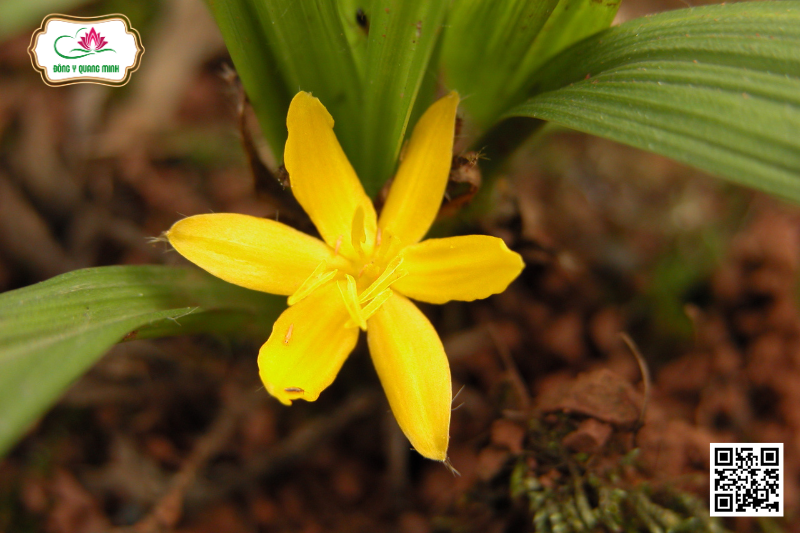 Sâm Cau - Curculigo Orchioides Gaertn