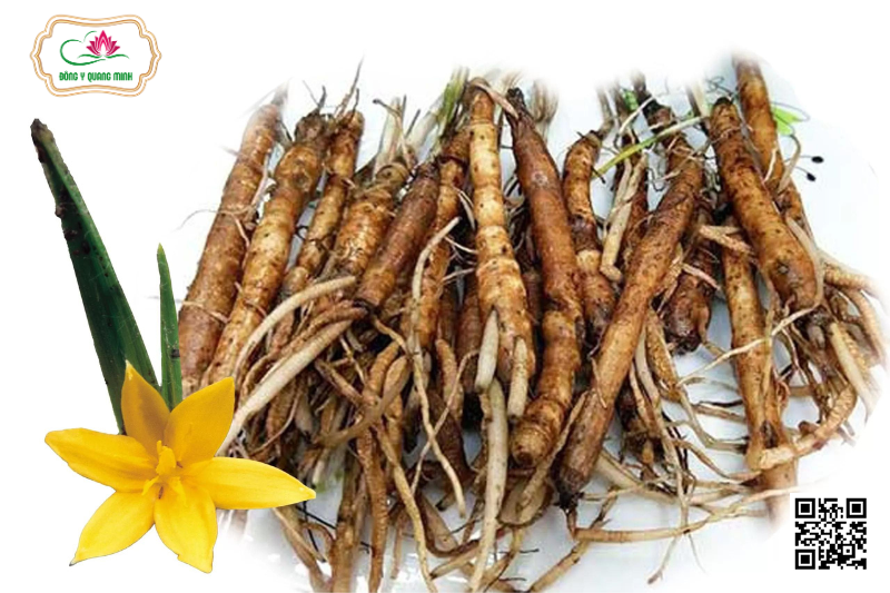 Sâm Cau - Curculigo Orchioides Gaertn