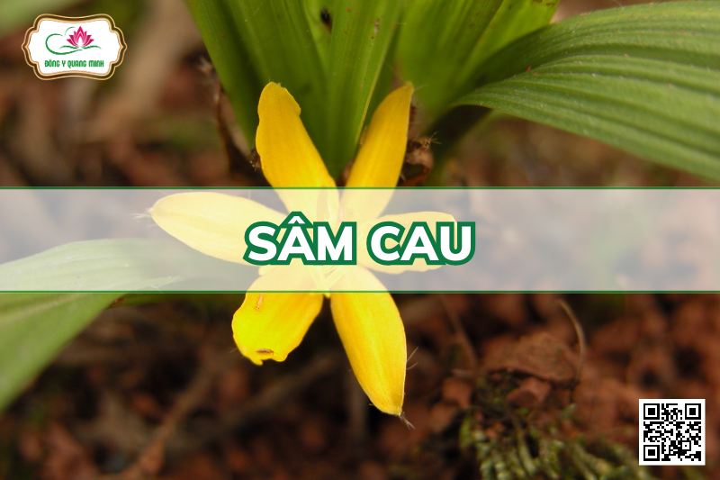 Sâm Cau - Curculigo Orchioides Gaertn