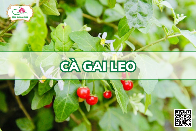 Cà Gai Leo - Solanum Hainanense Hance