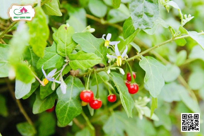 Cà Gai Leo - Solanum Hainanense Hance