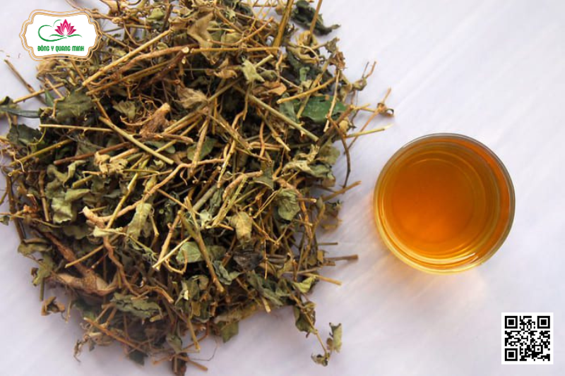 Cà Gai Leo - Solanum Hainanense Hance