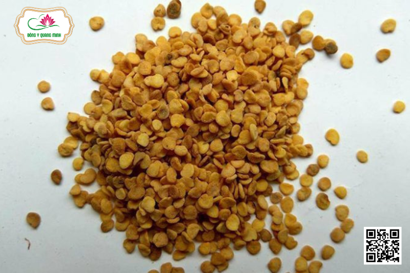 Cà Gai Leo - Solanum Hainanense Hance