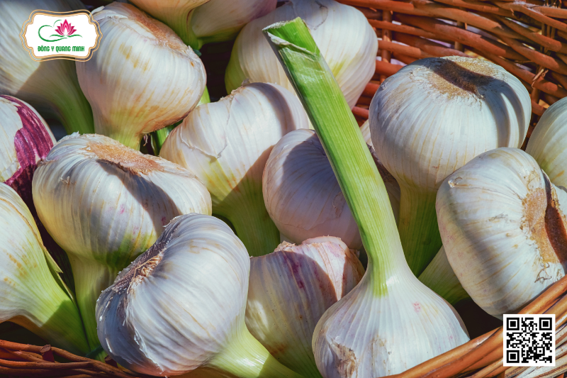 Tỏi - Allium Sativum L