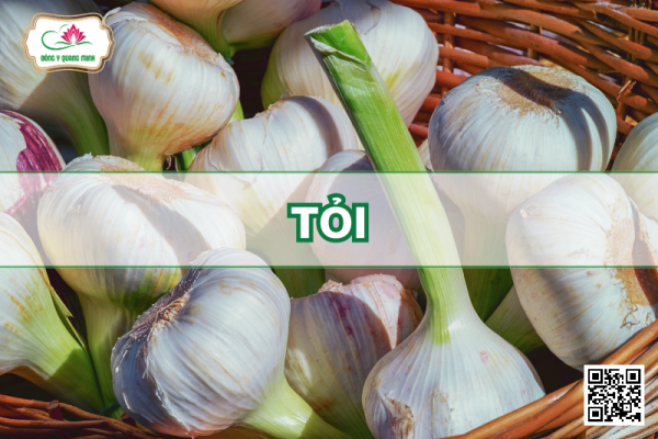 Tỏi - Allium Sativum L