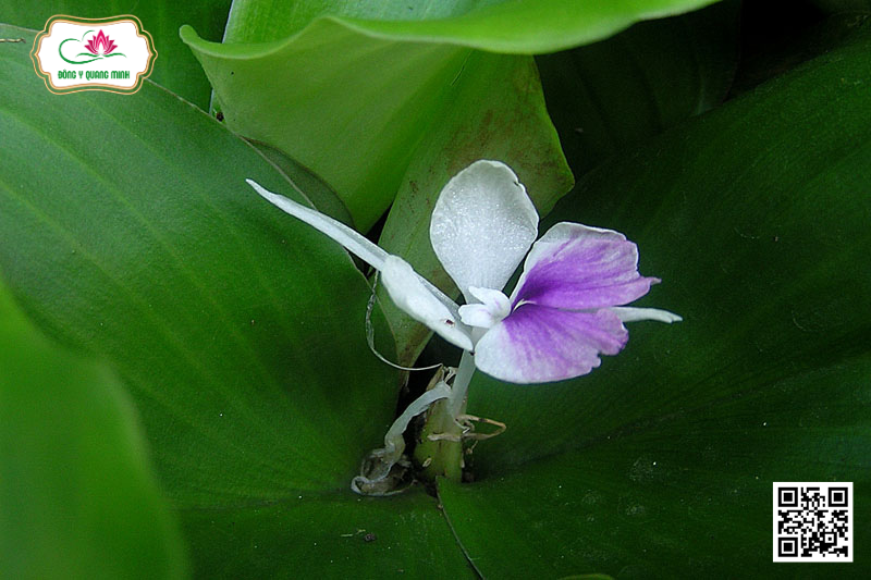 Địa Liền - Kaempferia Galanga L