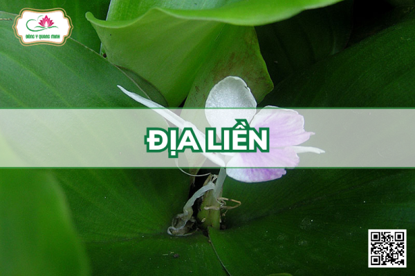 Địa Liền - Kaempferia Galanga L