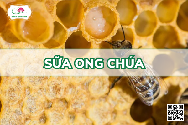 Sữa Ong Chúa - Royal Jelly