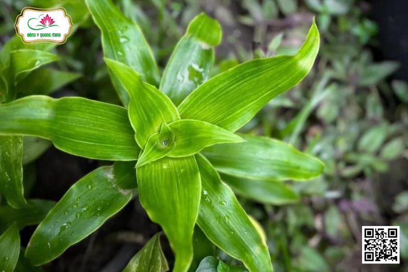 Lược Vàng - Callisia Fragrans (Lindl.) Woodson
