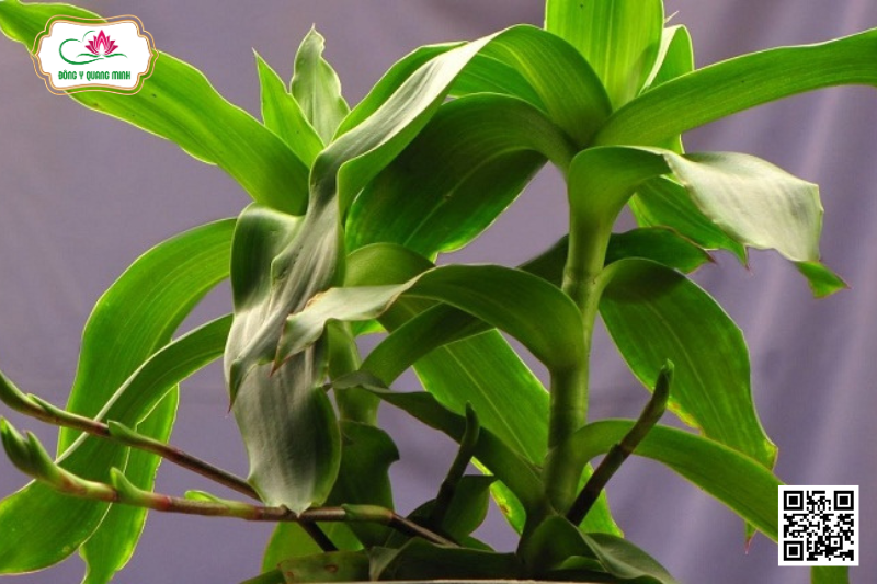 Lược Vàng - Callisia Fragrans (Lindl.) Woodson