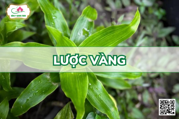 Lược Vàng - Callisia Fragrans (Lindl.) Woodson