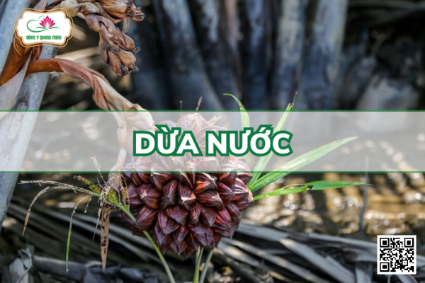 Dừa Nước (Dừa Lá) - Nypa Fruticans Wurmb
