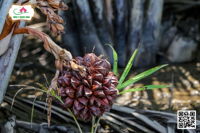 Dừa Nước (Dừa Lá) - Nypa Fruticans Wurmb