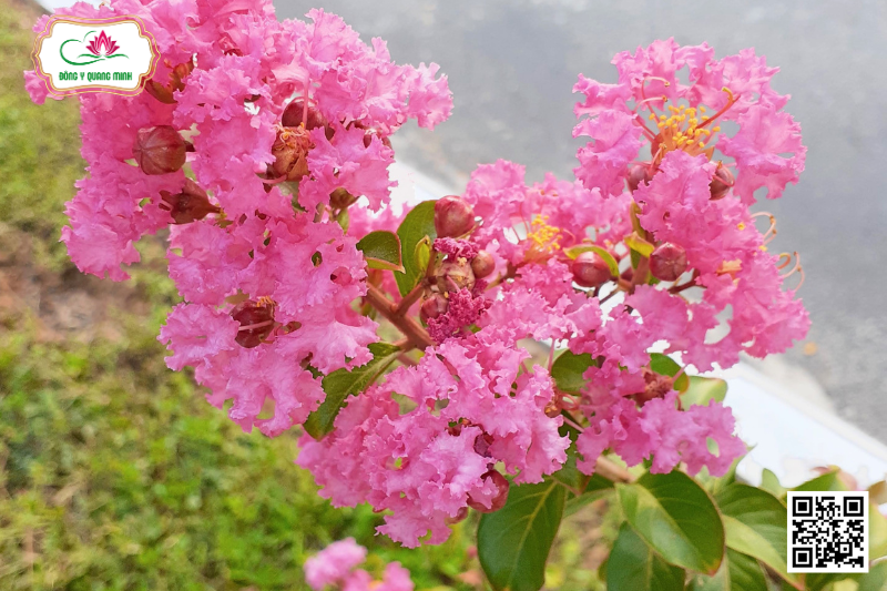 Bạch Nhất Hồng - Lagerstroemia Indica L