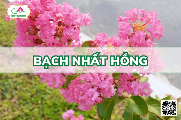 Bạch Nhất Hồng - Lagerstroemia Indica L