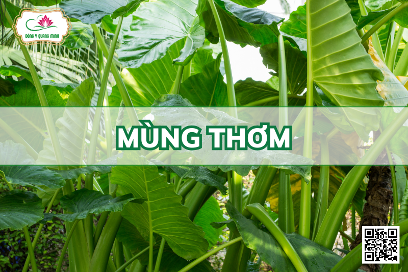 Mùng Thơm - Alocasia Odora (Roxb.) C. Koch