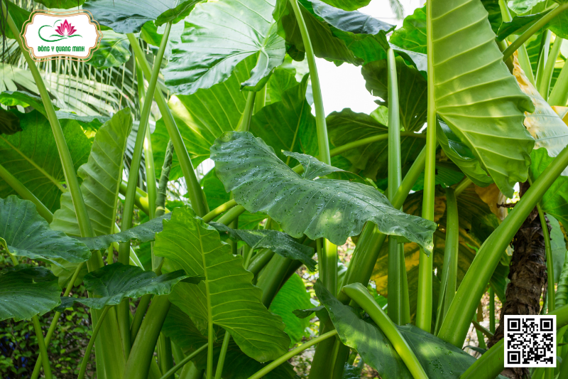 Mùng Thơm - Alocasia Odora (Roxb.) C. Koch