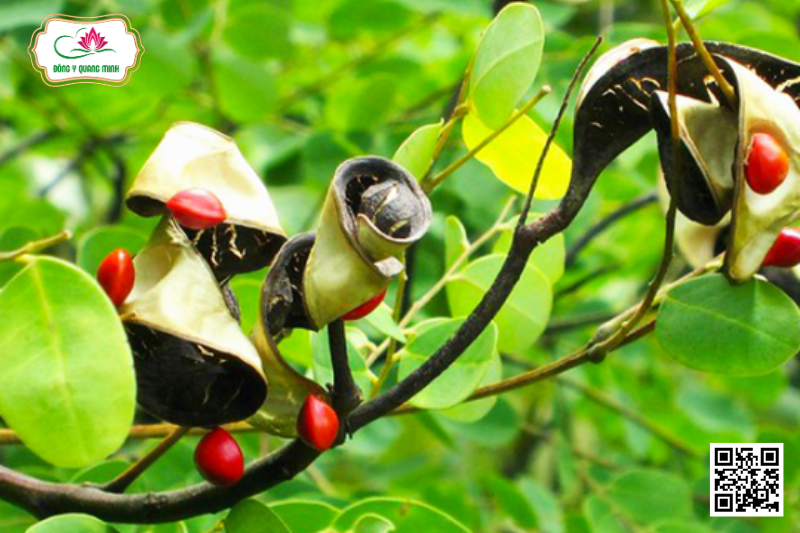 Muồng Nước - Adenanthera Microsperma Teijsm. Et Binn