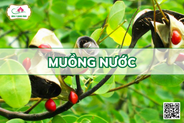 Muồng Nước - Adenanthera Microsperma Teijsm. Et Binn