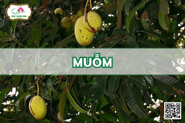 Muỗm - Mangifera Foetida Lour