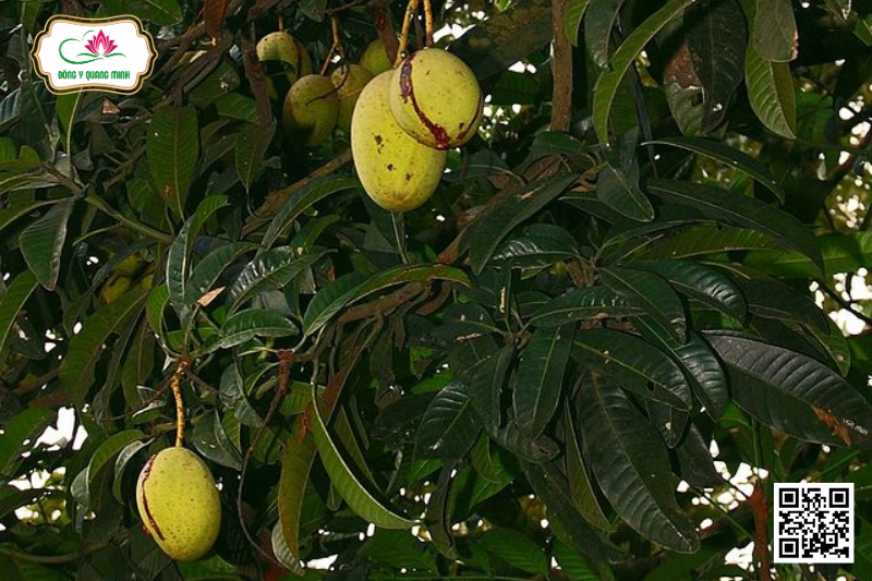 Muỗm - Mangifera Foetida Lour