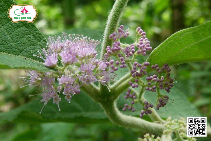 Nàng Nàng Lá To - Callicarpa Macrophylla Vahl