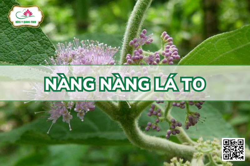 Nàng Nàng Lá To - Callicarpa Macrophylla Vahl
