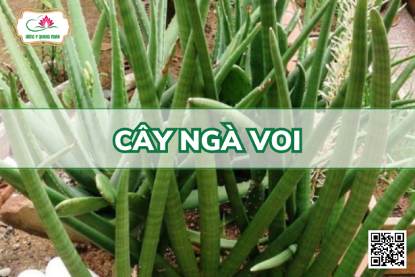Cây Ngà Voi - Sansevieria Cylindrica Bojor