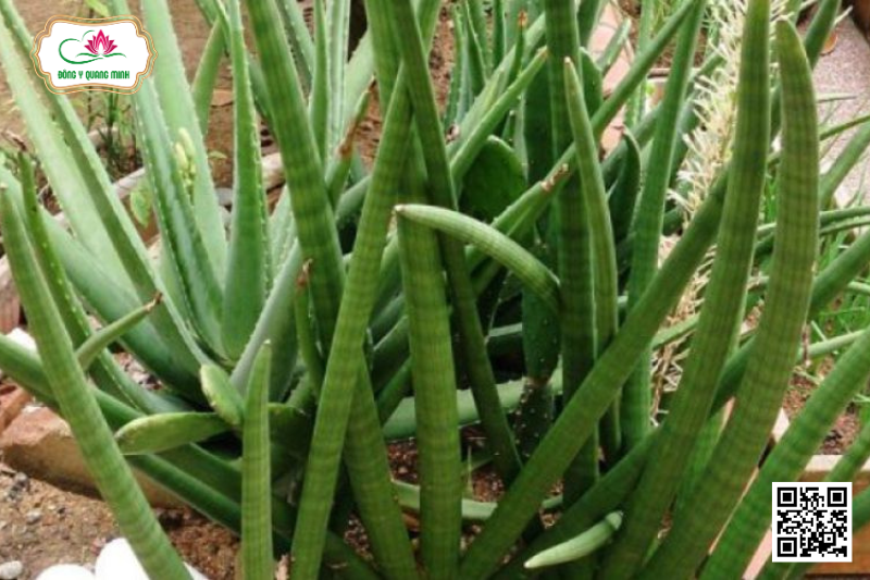 Cây Ngà Voi - Sansevieria Cylindrica Bojor