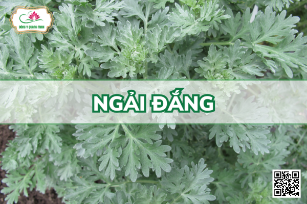 Ngải Đắng - Artemisia Absinthium L
