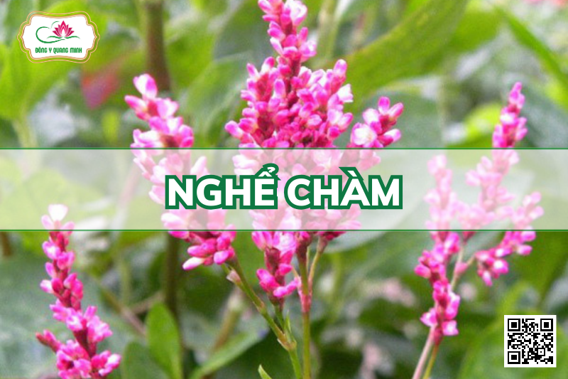 Nghể Chàm - Polygonum Tinctorium Ait