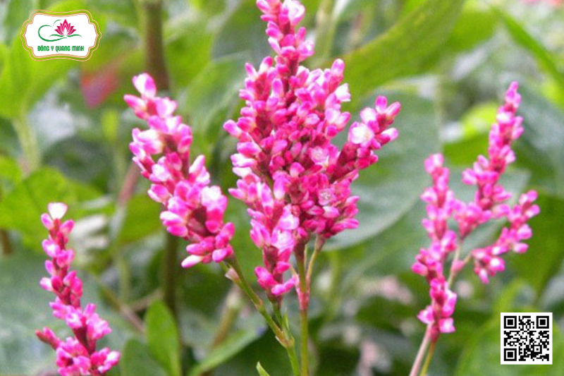 Nghể Chàm - Polygonum Tinctorium Ait