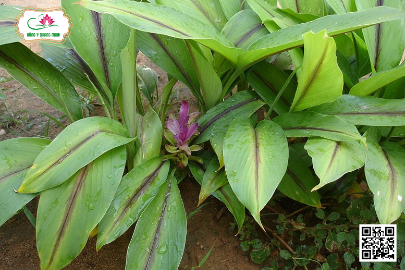 Nghệ Xanh - Curcuma Aeruginosa Roxb