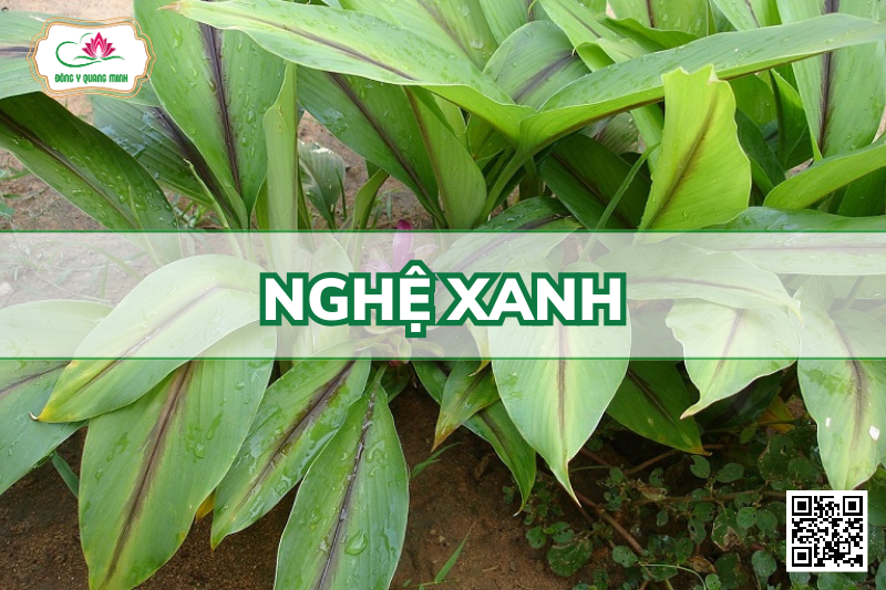 Nghệ Xanh - Curcuma Aeruginosa Roxb