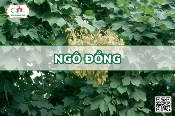 Ngô Đồng - Firmiana Simplex (L.) W. Wight