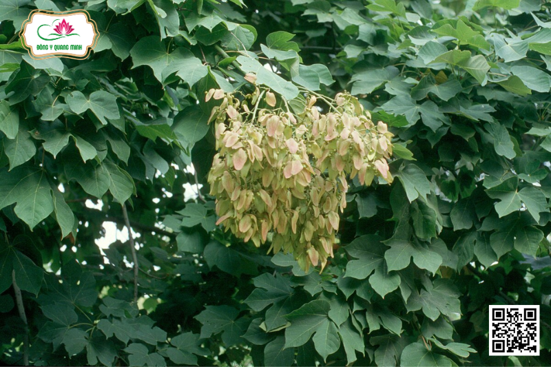 Ngô Đồng - Firmiana Simplex (L.) W. Wight