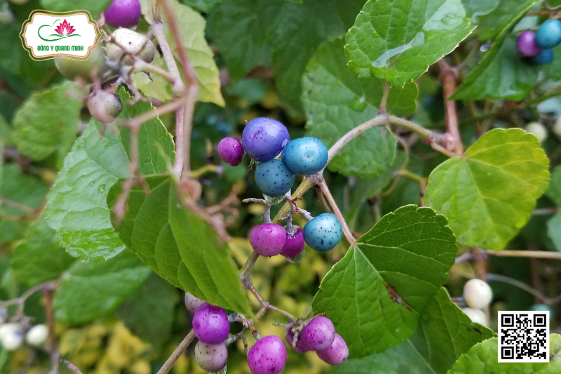 Nho Núi - Ampelopsis Brevipedunculata (Maxim.) Kochne