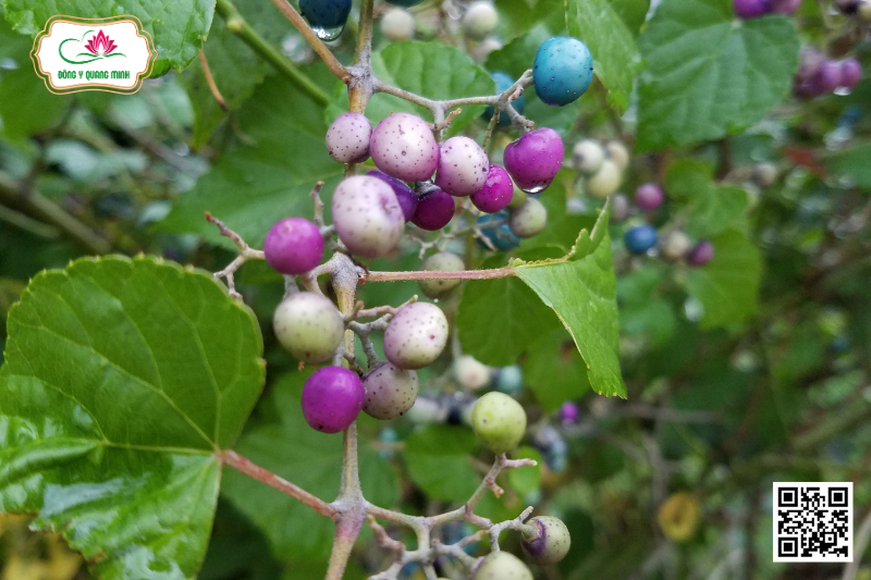 Nho Núi - Ampelopsis Brevipedunculata (Maxim.) Kochne