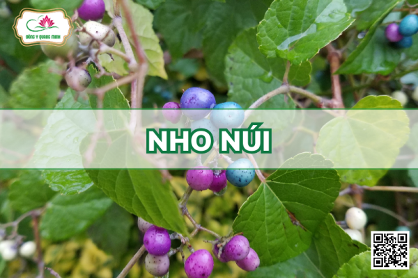 Nho Núi - Ampelopsis Brevipedunculata (Maxim.) Kochne