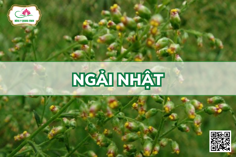 Ngải Nhật - Artemisia Japonica Thunb